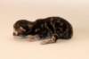 chalepboycltabbyboy2days142016_small.jpg