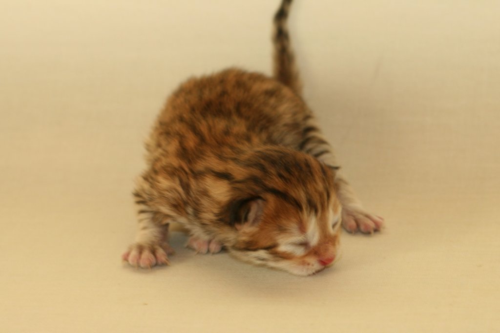 crispusboygoldenspottedboy2days1420162.jpg