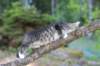 casiphia12viikkoa325_small.jpg
