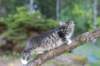casiphia12viikkoa326_small.jpg