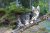 casiphia12viikkoa328_small.jpg