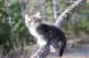 casiphia6viikkoa21427_small.jpg