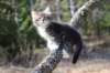casiphia6viikkoa21428_small.jpg