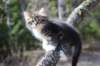 casiphia6viikkoa21429_small.jpg