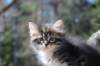 casiphia6viikkoa21431_small.jpg