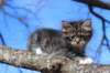 casiphia6viikkoa21433_small.jpg