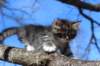 casiphia6viikkoa21434_small.jpg