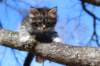 casiphia6viikkoa21435_small.jpg