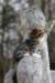 casiphia85viikkoa21_small.jpg