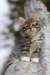 casiphia85viikkoa25_small.jpg