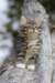 casiphia85viikkoa26_small.jpg