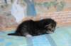 casiphiatyttn09232426_small.jpg