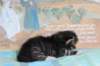casiphiatyttn09232427_small.jpg