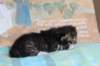 casiphiatyttn09232428_small.jpg