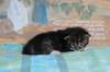 casiphiatyttn09232431_small.jpg