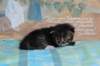 casiphiatyttn09232432_small.jpg