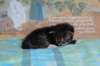 casiphiatyttn09232433_small.jpg