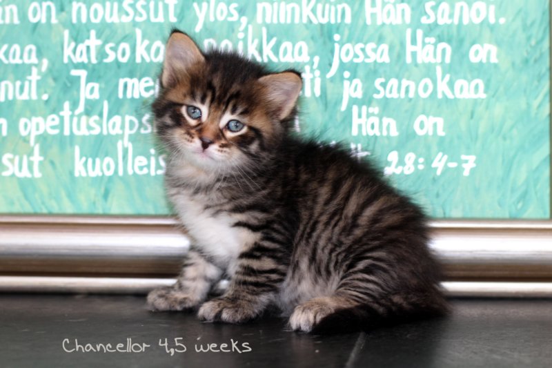 chancellor45weeks1.jpg