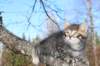 chancellor6viikkoa21420_small.jpg