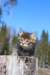 charily6viikkoa65_small.jpg