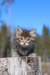 charily6viikkoa67_small.jpg