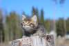 charily6viikkoa72_small.jpg