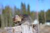 charily6viikkoa73_small.jpg