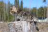 charily6viikkoa76_small.jpg