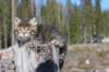 charily6viikkoa82_small.jpg