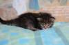 charilytyttn232416_small.jpg