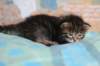 charilytyttn232417_small.jpg