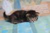 charilytyttn232419_small.jpg