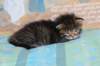 charilytyttn23241_small.jpg
