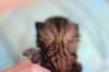 charilytyttn232420_small.jpg