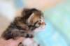 charilytyttn232422_small.jpg