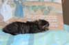 charilytyttn232429_small.jpg