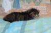 charilytyttn232434_small.jpg