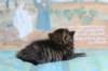 charilytyttn232440_small.jpg