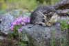 chenaniah12viikkoa3613_small.jpg