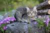 chenaniah12viikkoa3617_small.jpg