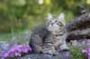 chenaniah12viikkoa3619_small.jpg