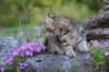 chenaniah12viikkoa3621_small.jpg