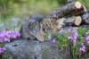 chenaniah12viikkoa3623_small.jpg