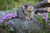 chenaniah12viikkoa3628_small.jpg