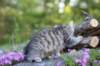 chenaniah12viikkoa3631_small.jpg
