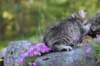 chenaniah12viikkoa3632_small.jpg
