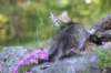 chenaniah12viikkoa3635_small.jpg