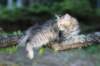 chenaniah12viikkoa3638_small.jpg