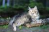 chenaniah12viikkoa3639_small.jpg