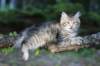 chenaniah12viikkoa3640_small.jpg